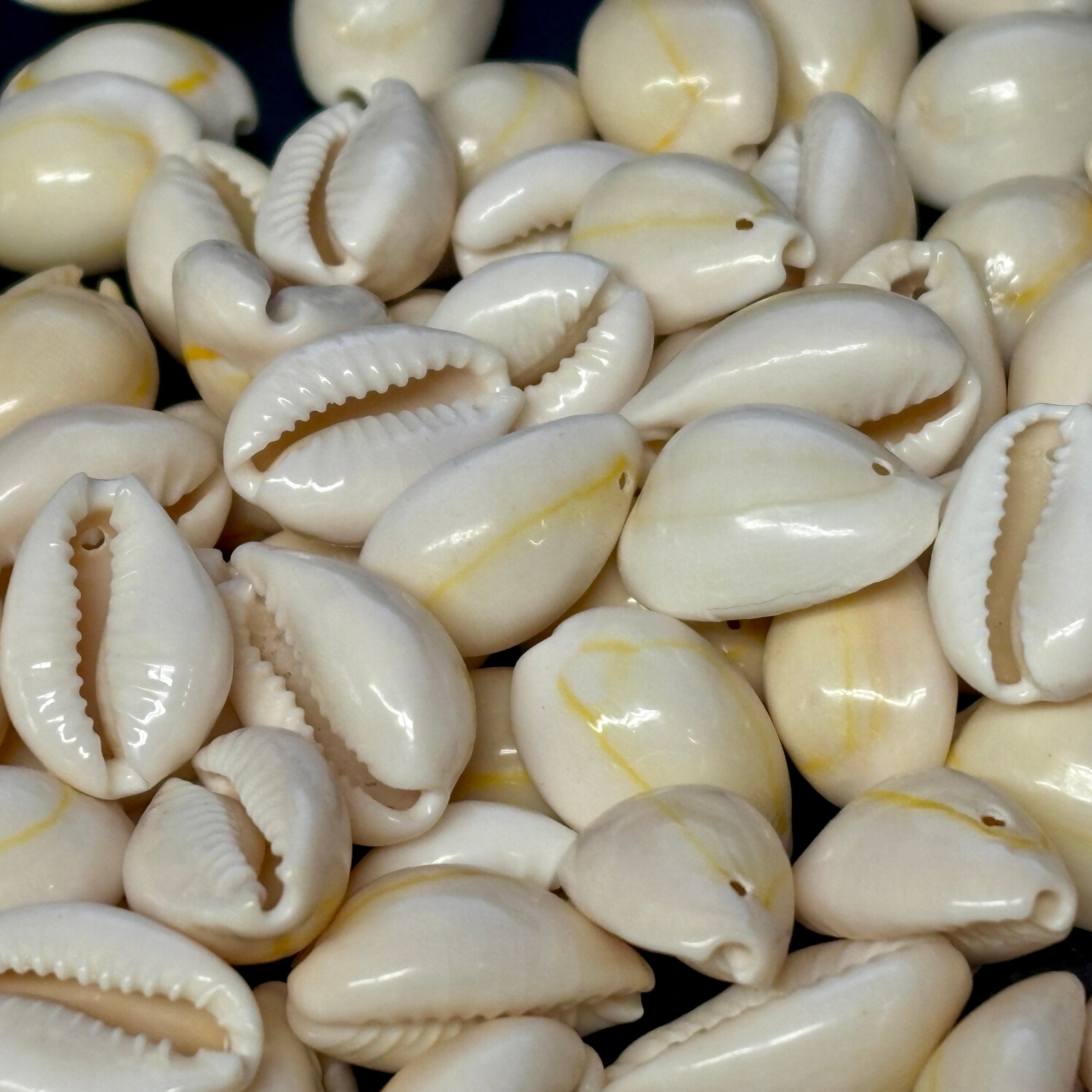 Cowrie Shells